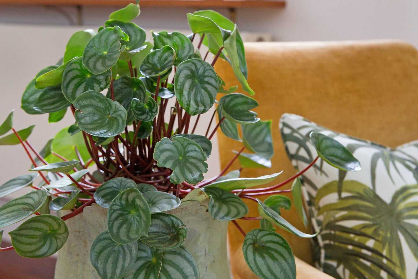 Peperomia Argyreia 'watermelon' - View 8 from www redcrocus com