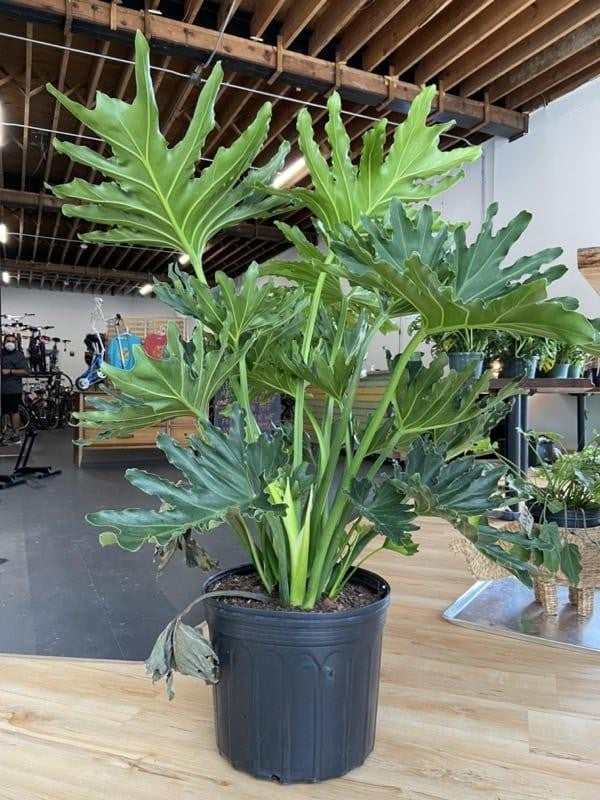 Philodendron Hope - View 10 from www redcrocus com