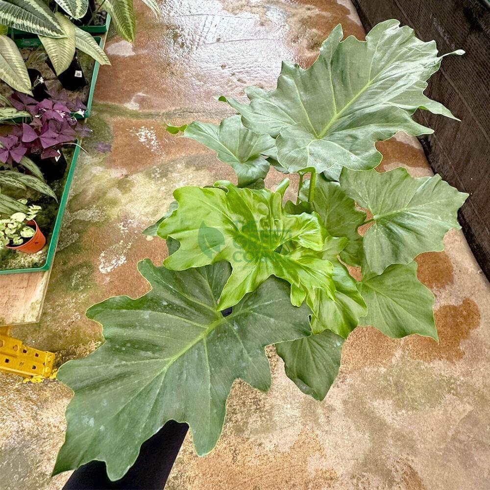 Philodendron Hope - View 17 from www redcrocus com