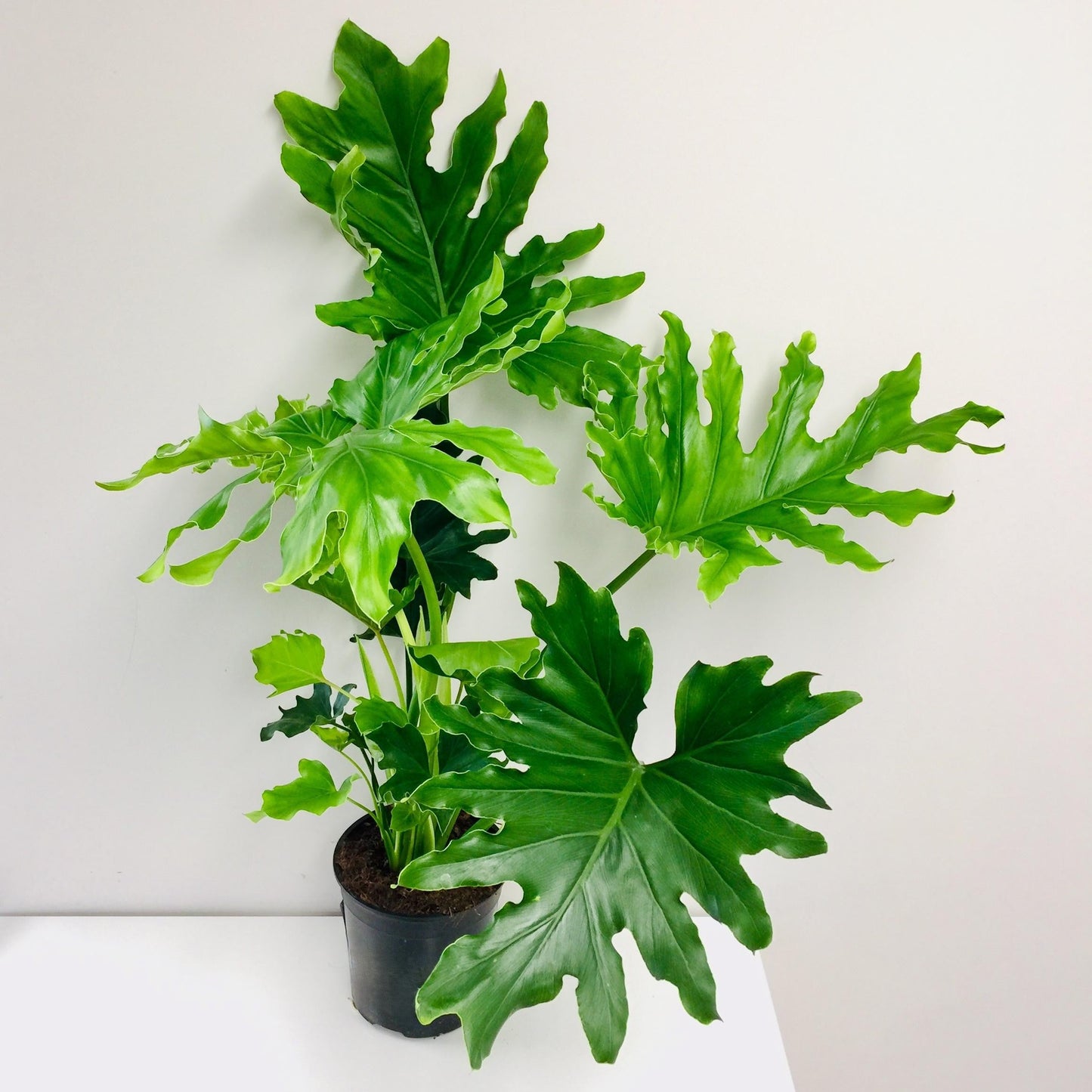 Philodendron Hope - View 4 from www redcrocus com