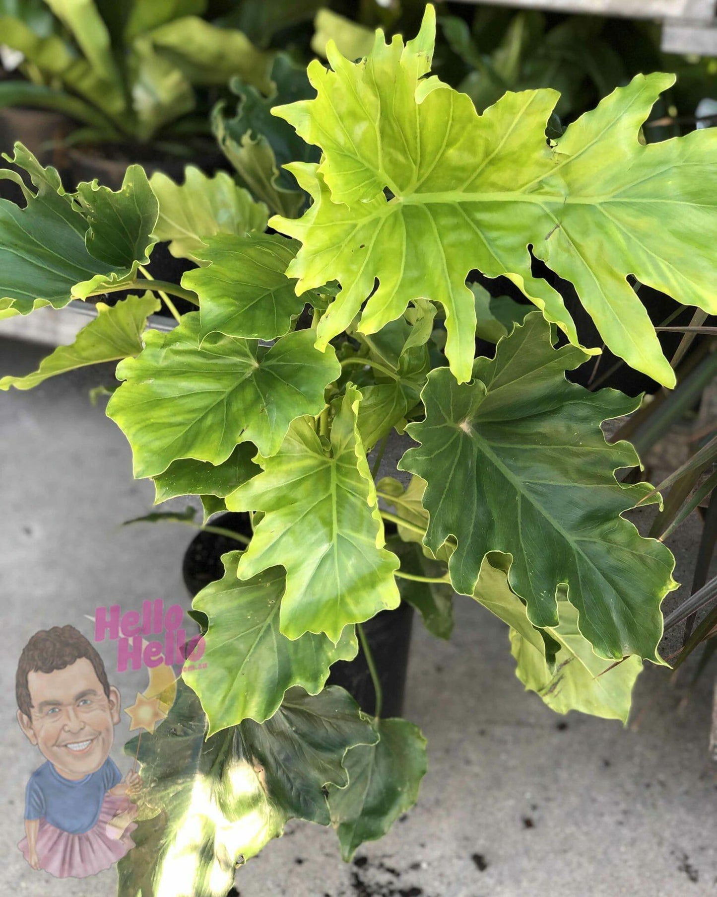 Philodendron Hope - View 8 from www redcrocus com