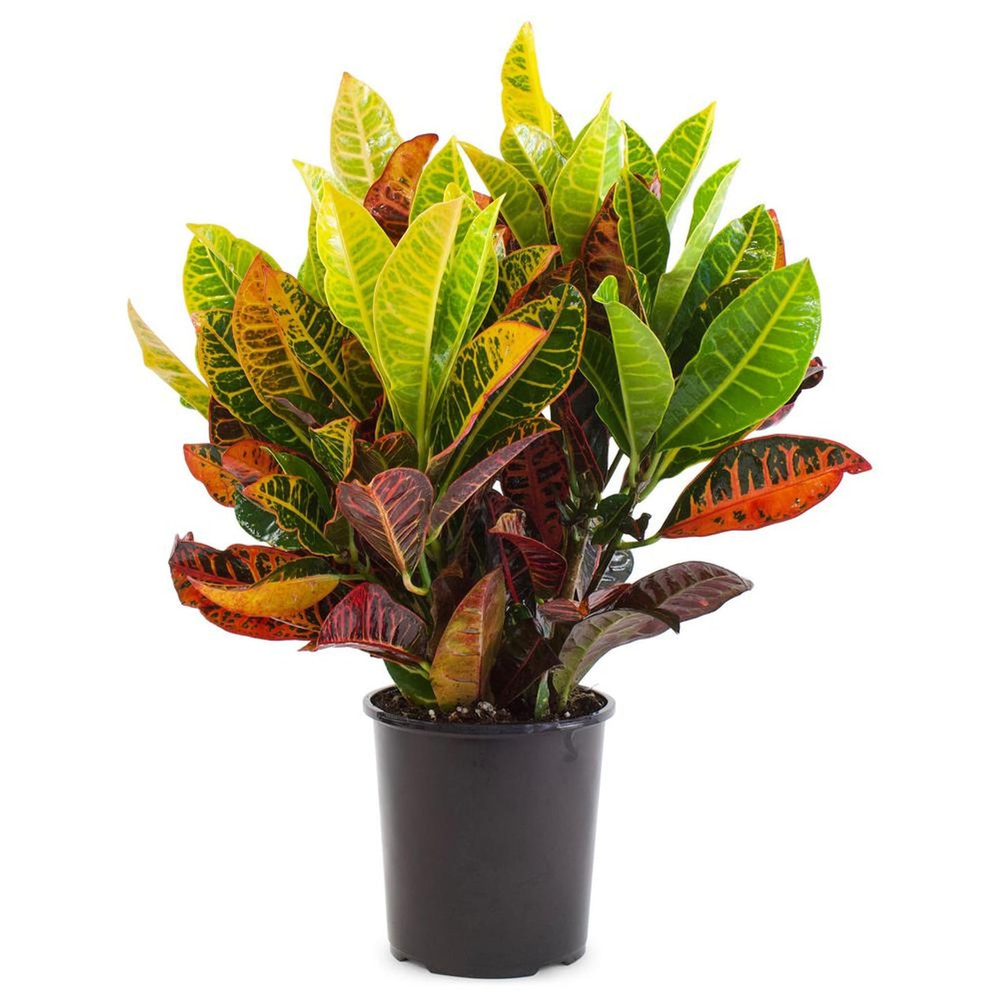 Croton, Assorted - View 10 from www redcrocus com