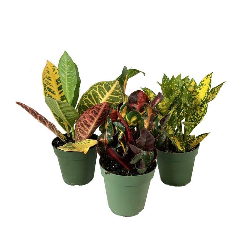 Croton, Assorted - View 14 from www redcrocus com
