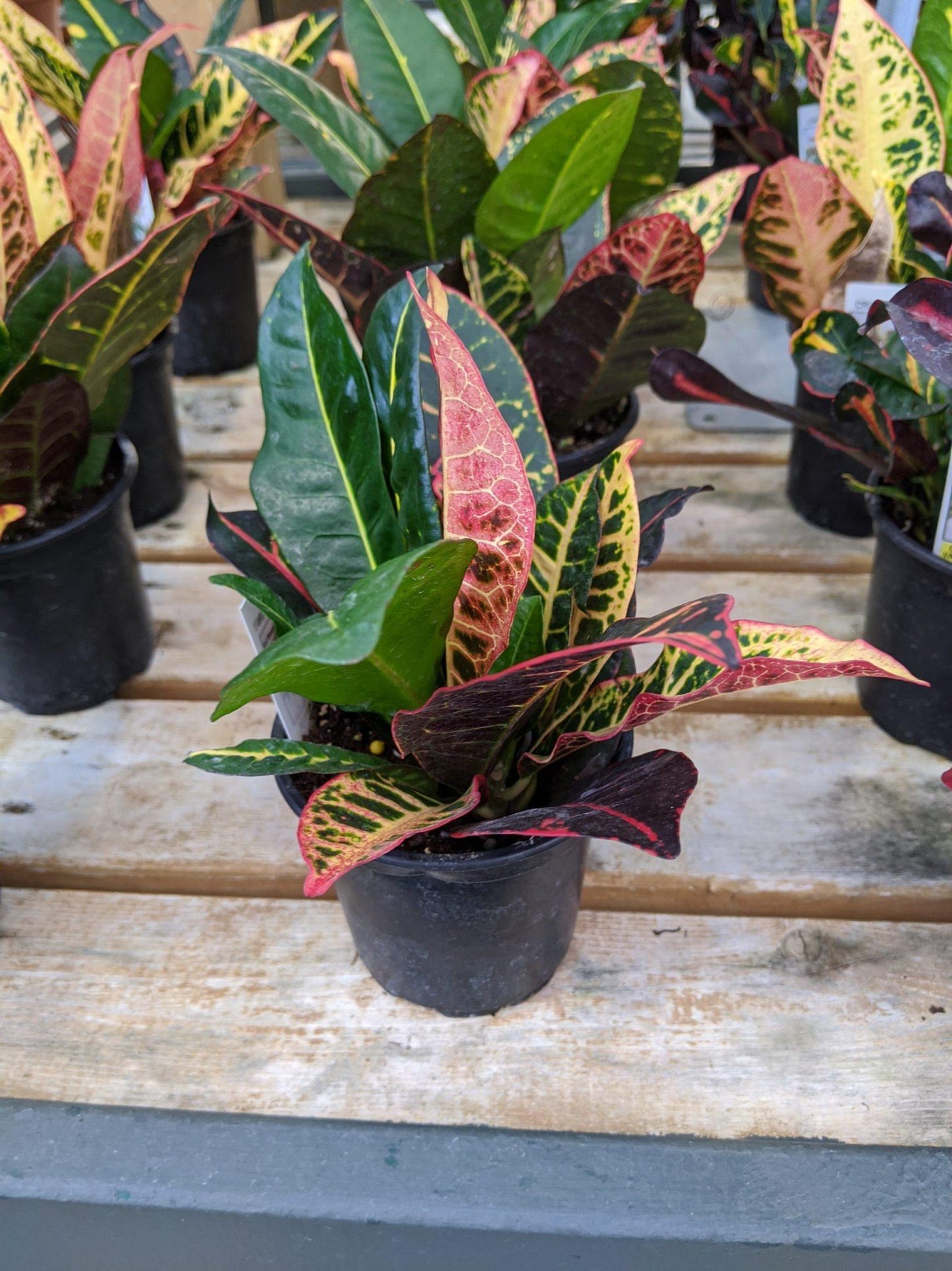 Croton, Assorted - View 16 from www redcrocus com