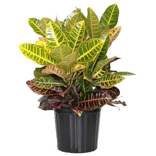 Croton, Assorted - View 17 from www redcrocus com