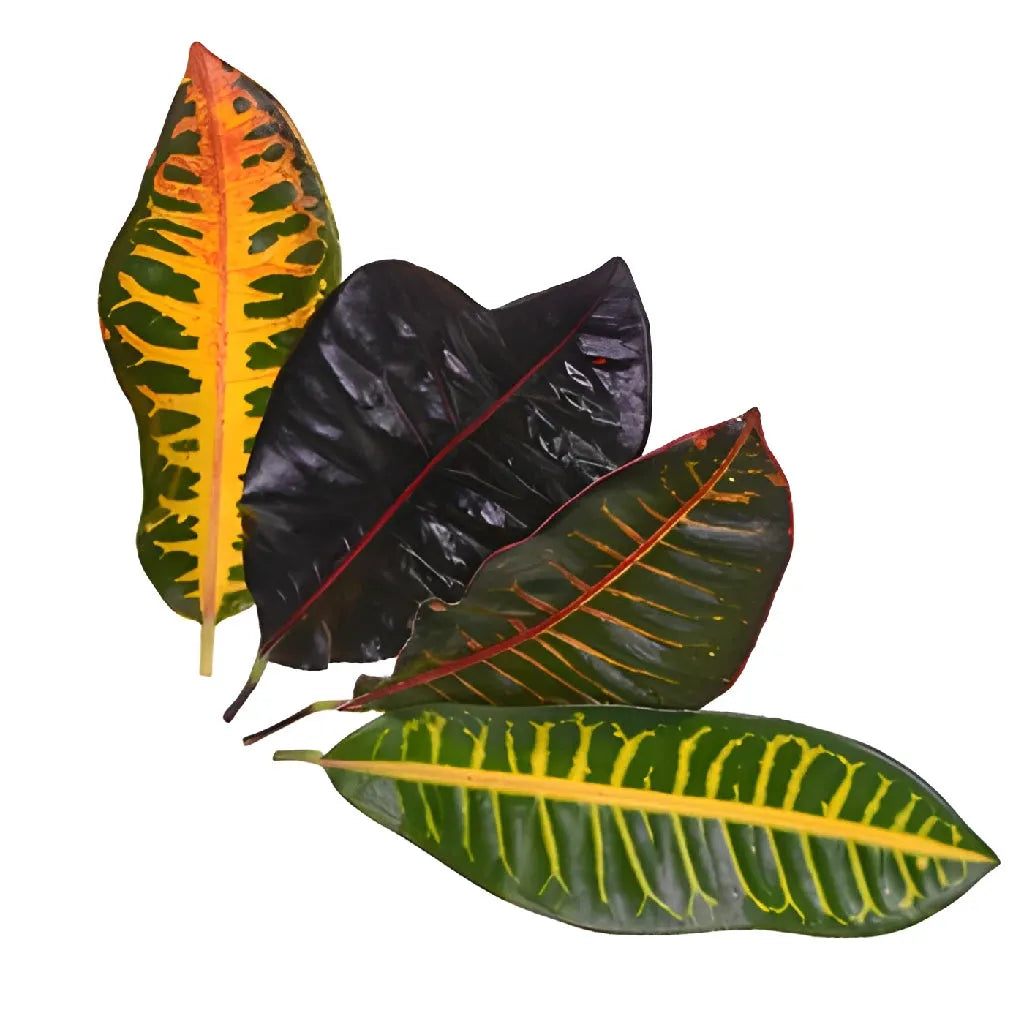 Croton, Assorted - View 18 from www redcrocus com