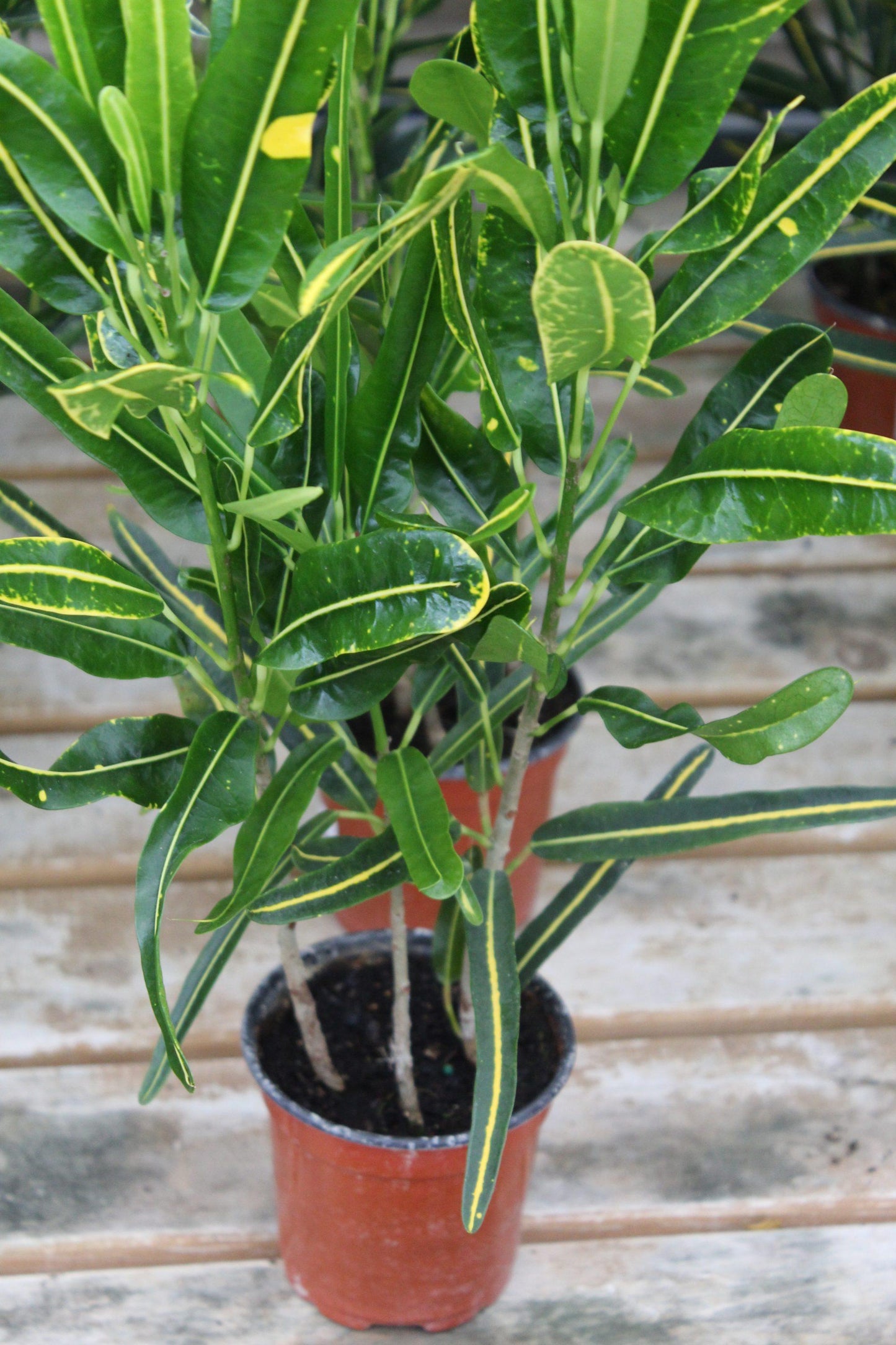 Croton, Assorted - View 19 from www redcrocus com