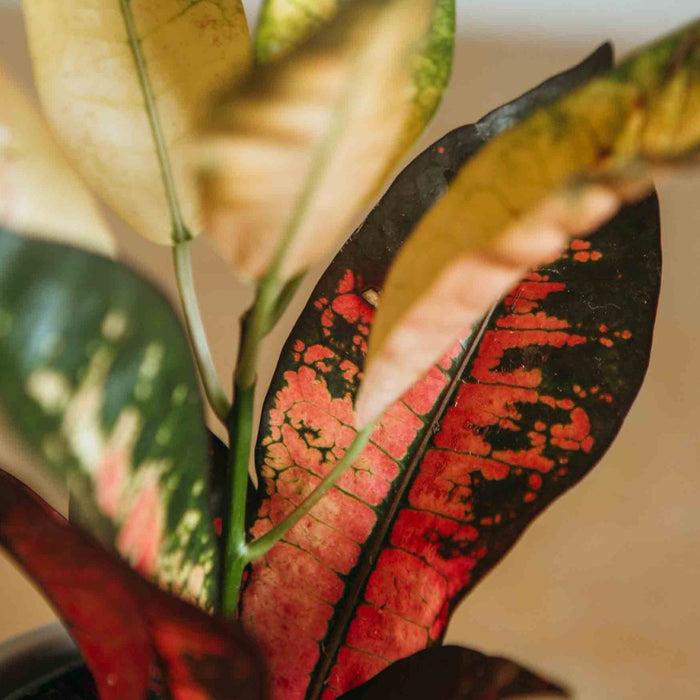 Croton, Assorted - View 20 from www redcrocus com