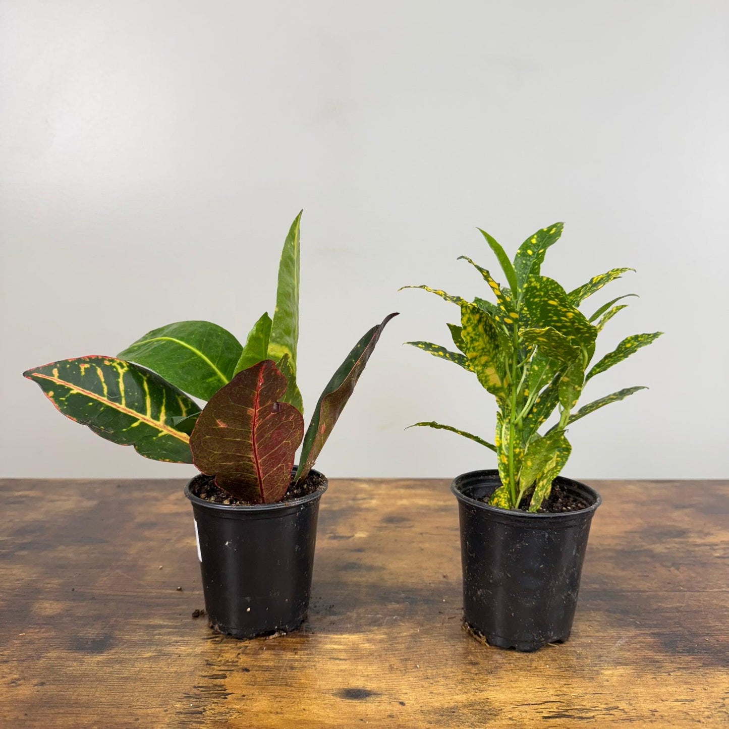 Croton, Assorted - View 21 from www redcrocus com