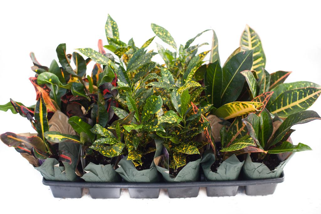 Croton, Assorted - View 22 from www redcrocus com