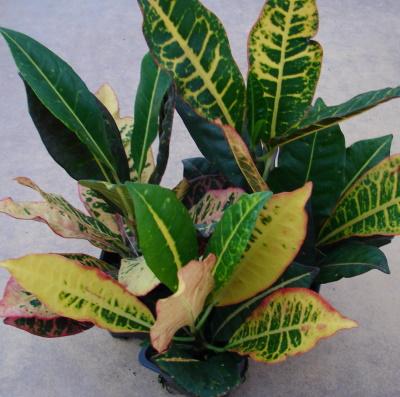 Croton, Assorted - View 23 from www redcrocus com
