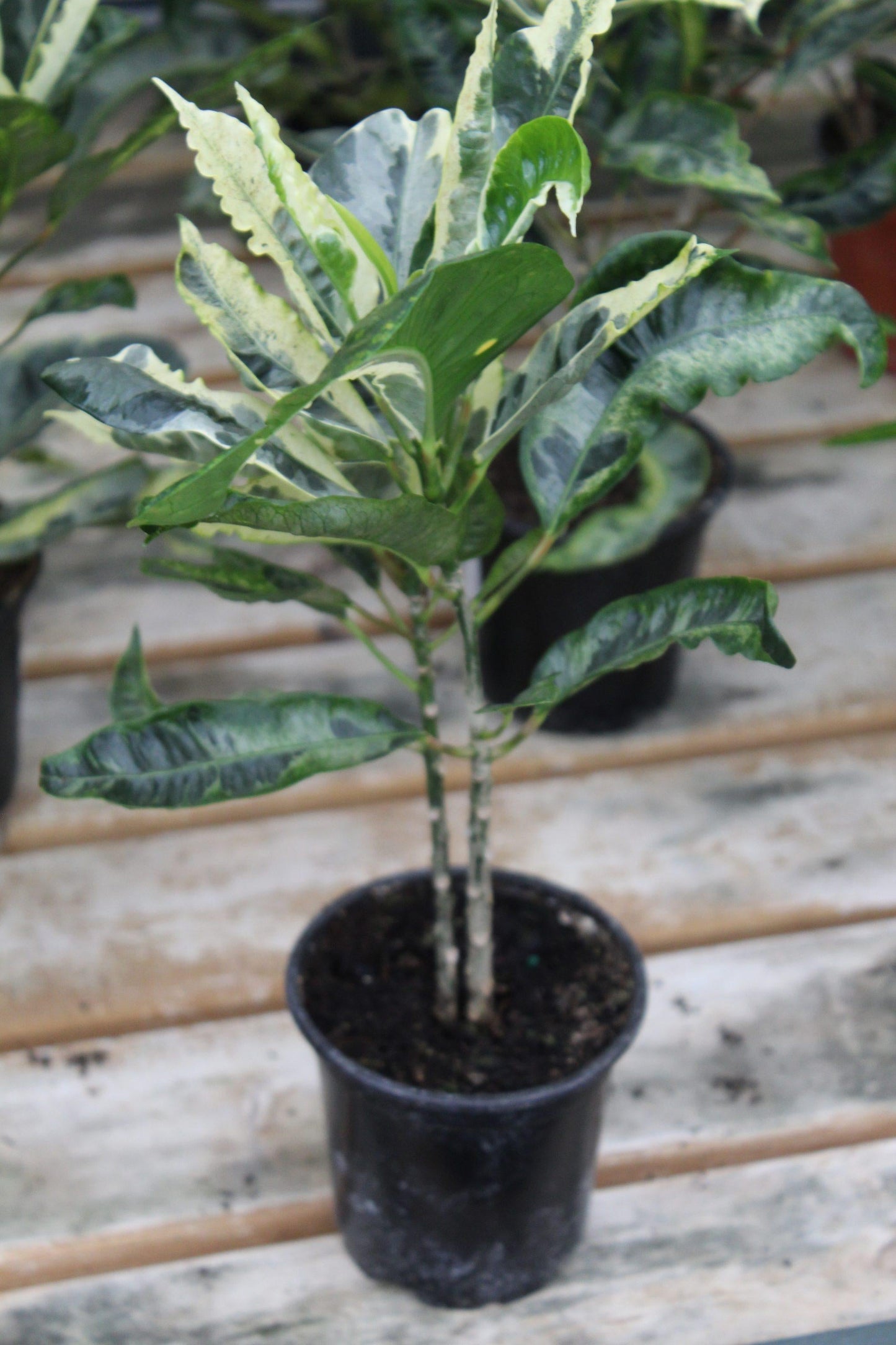 Croton, Assorted - View 24 from www redcrocus com