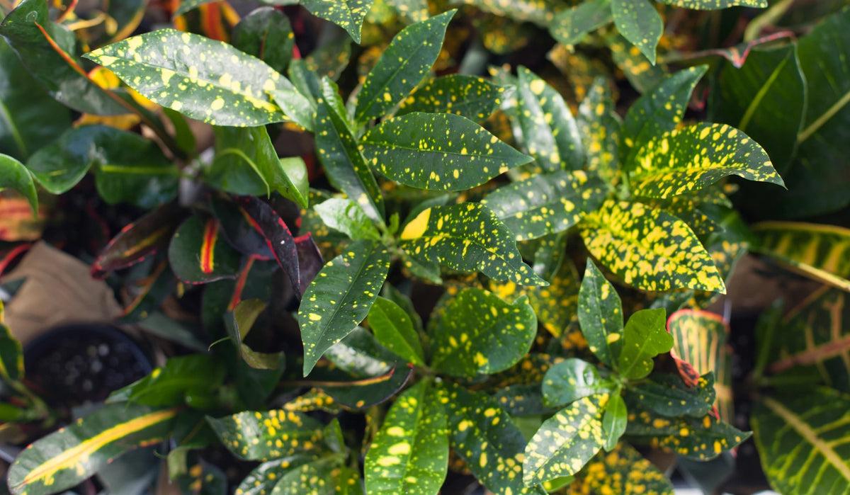 Croton, Assorted - View 25 from www redcrocus com