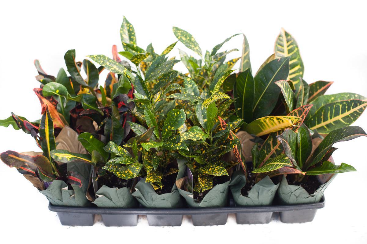 Croton, Assorted - View 26 from www redcrocus com