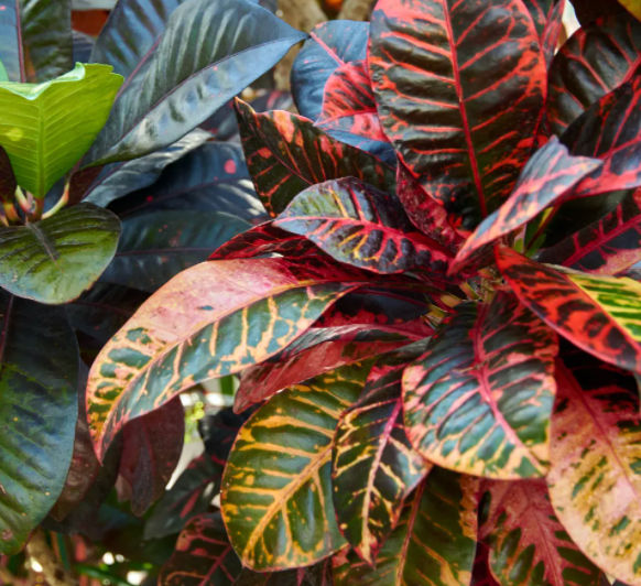 Croton, Assorted - View 27 from www redcrocus com