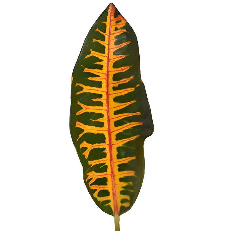 Croton, Assorted - View 28 from www redcrocus com
