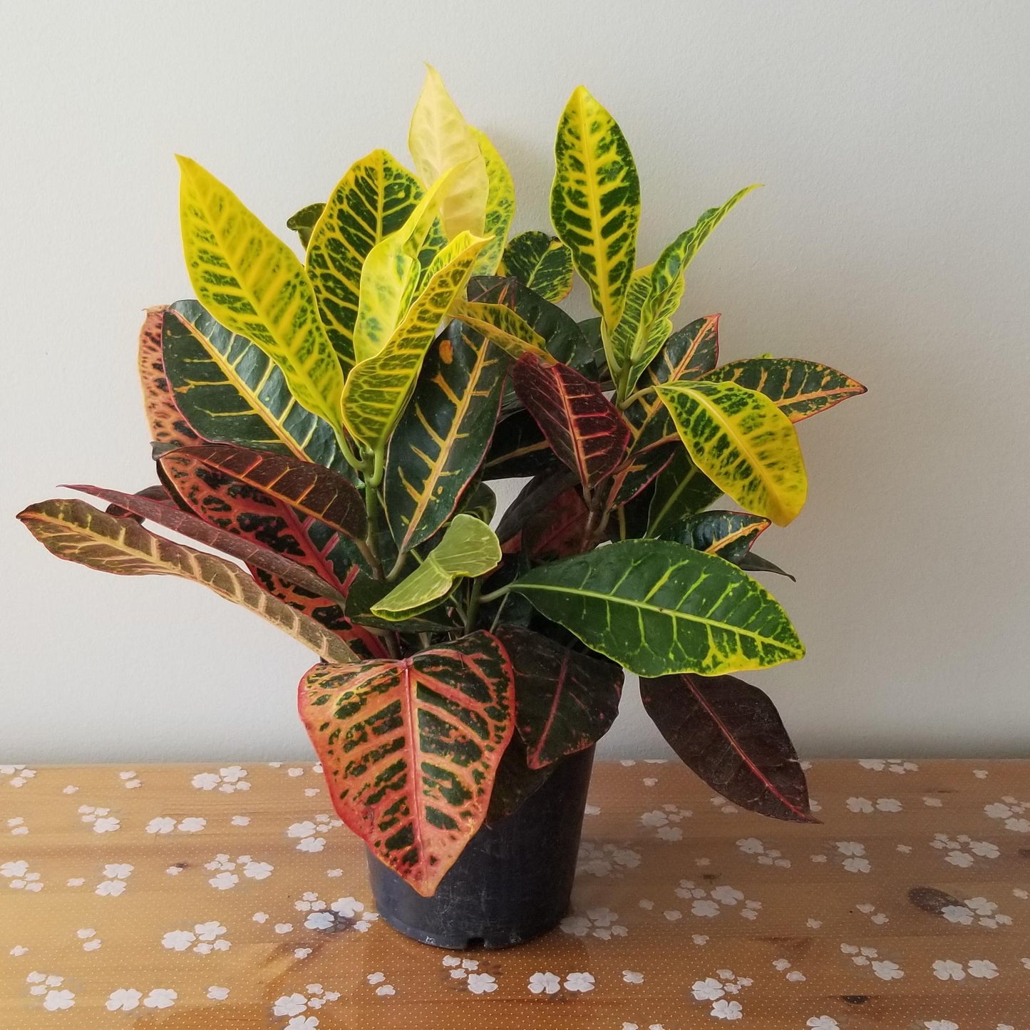 Croton, Assorted - View 2 from www redcrocus com