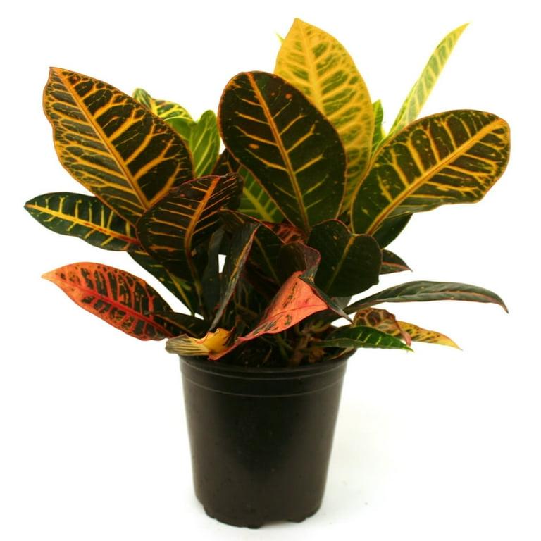 Croton, Assorted - View 30 from www redcrocus com
