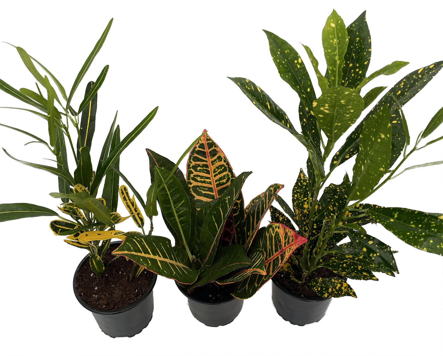 Croton, Assorted - View 3 from www redcrocus com