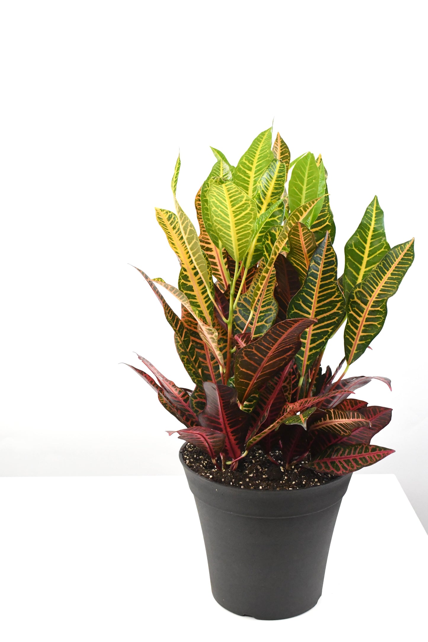 Croton, Assorted - View 6 from www redcrocus com
