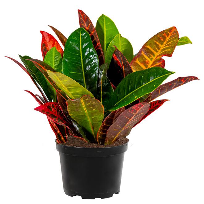 Croton, Assorted - View 7 from www redcrocus com