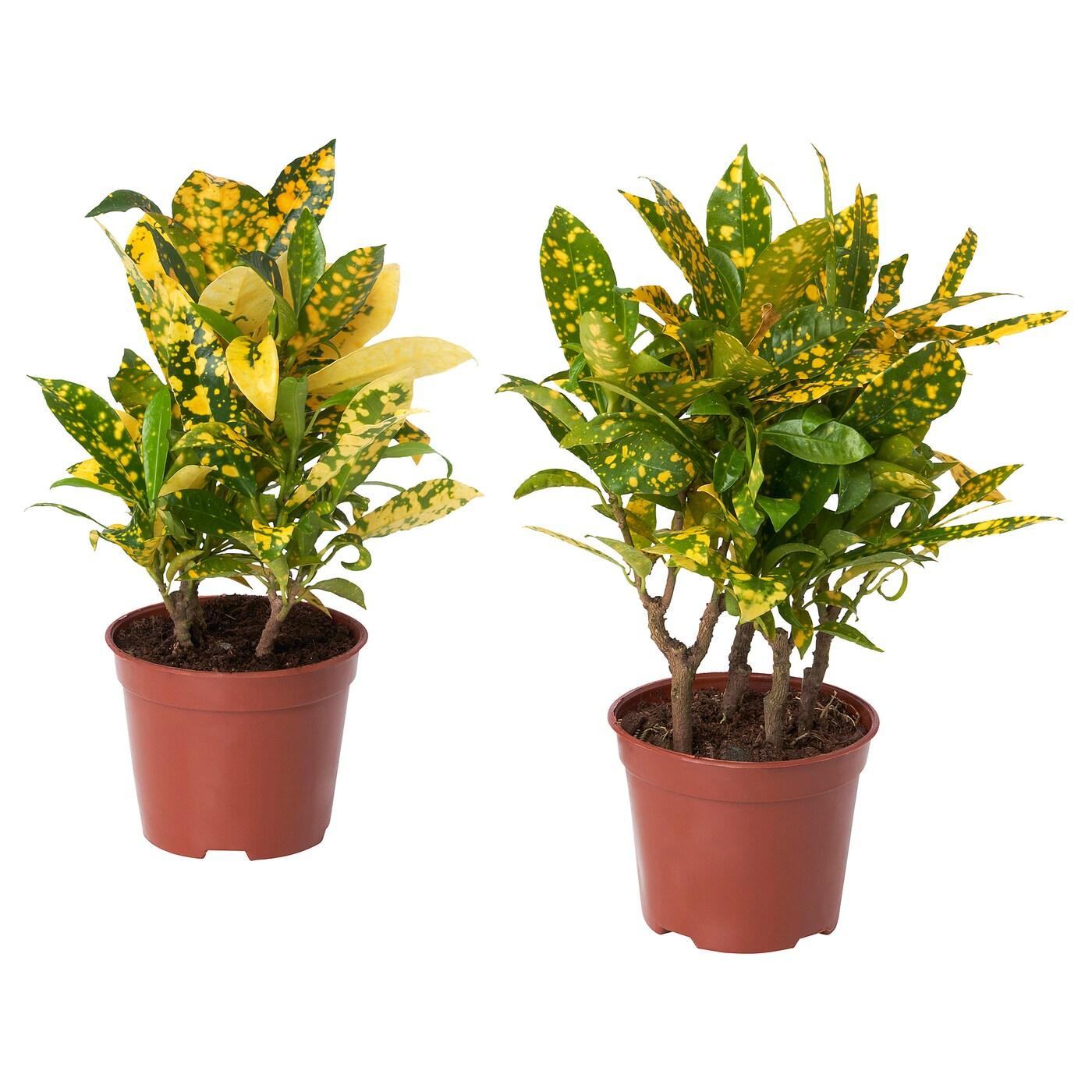 Croton, Assorted - View 9 from www redcrocus com