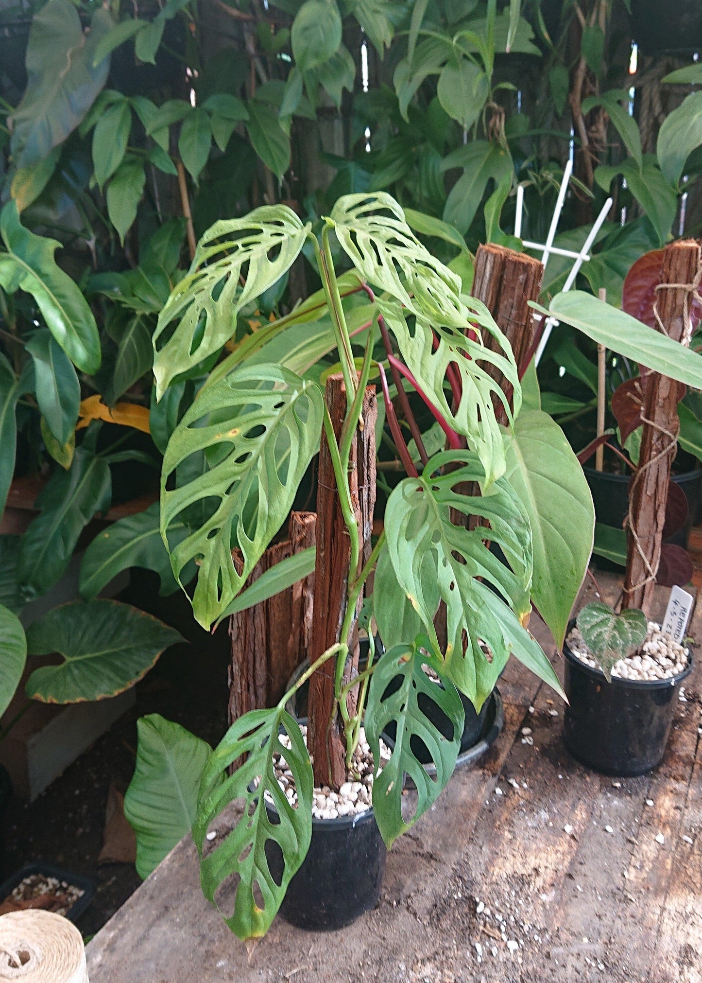Monstera, Assorted, Totem - View 12 from www redcrocus com