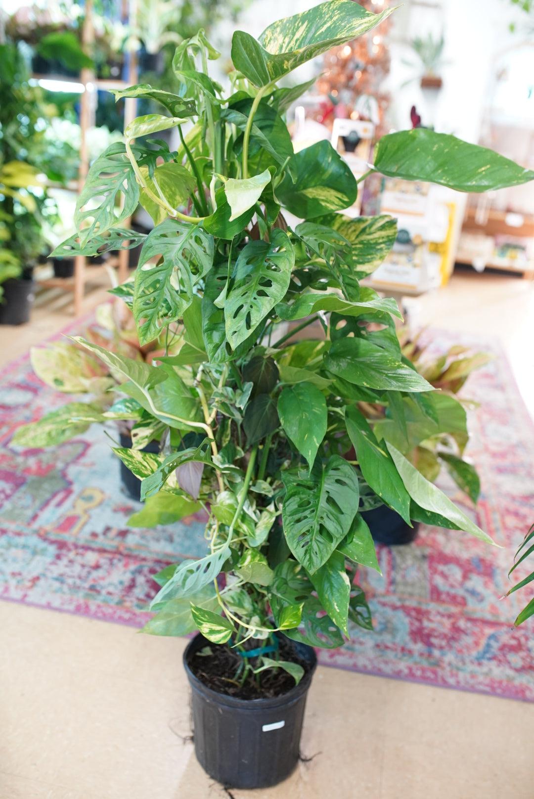Monstera, Assorted, Totem - View 14 from www redcrocus com