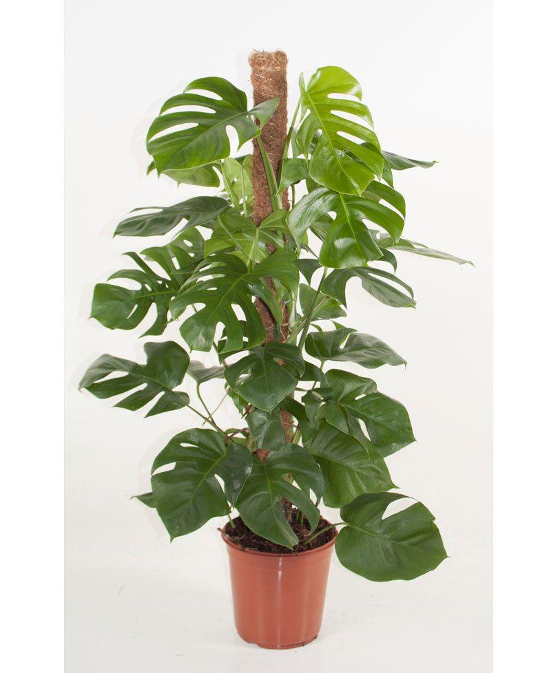 Monstera, Assorted, Totem - View 2 from www redcrocus com