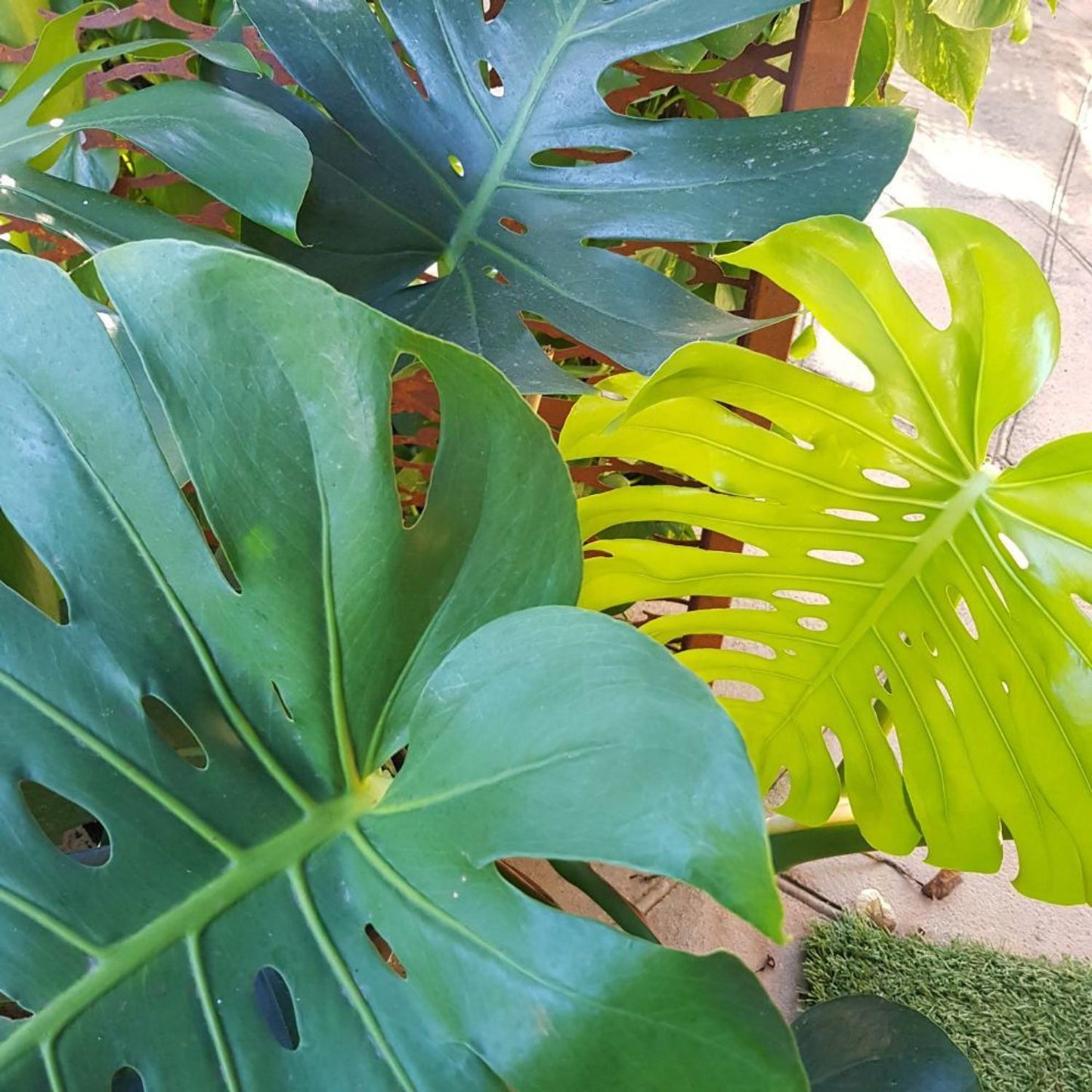 Monstera, Assorted, Totem - View 7 from www redcrocus com
