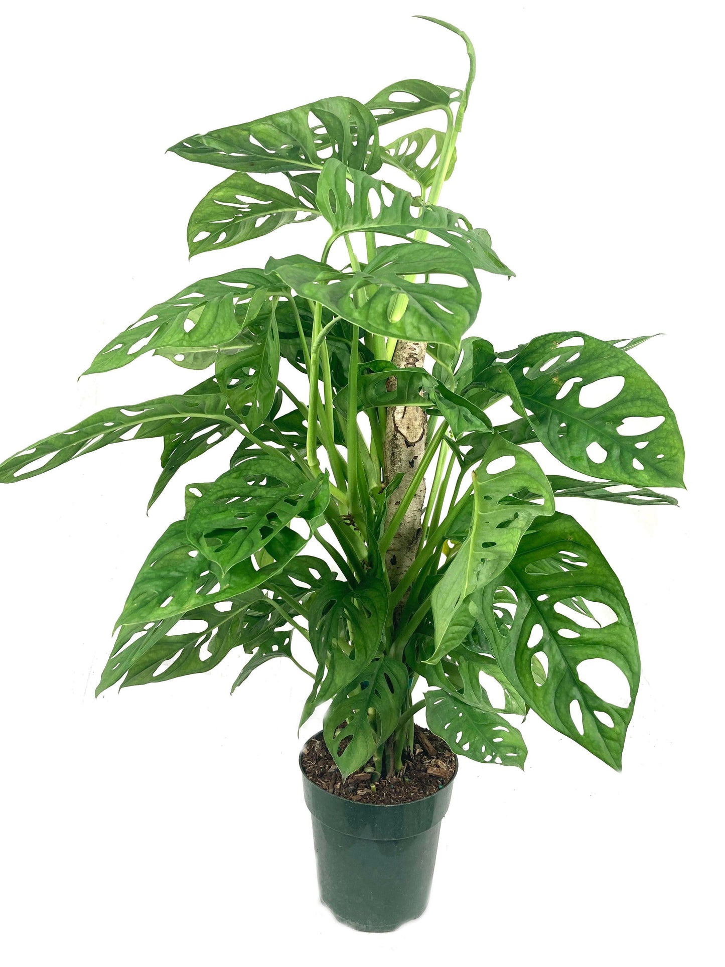 Monstera, Assorted, Totem - View 8 from www redcrocus com