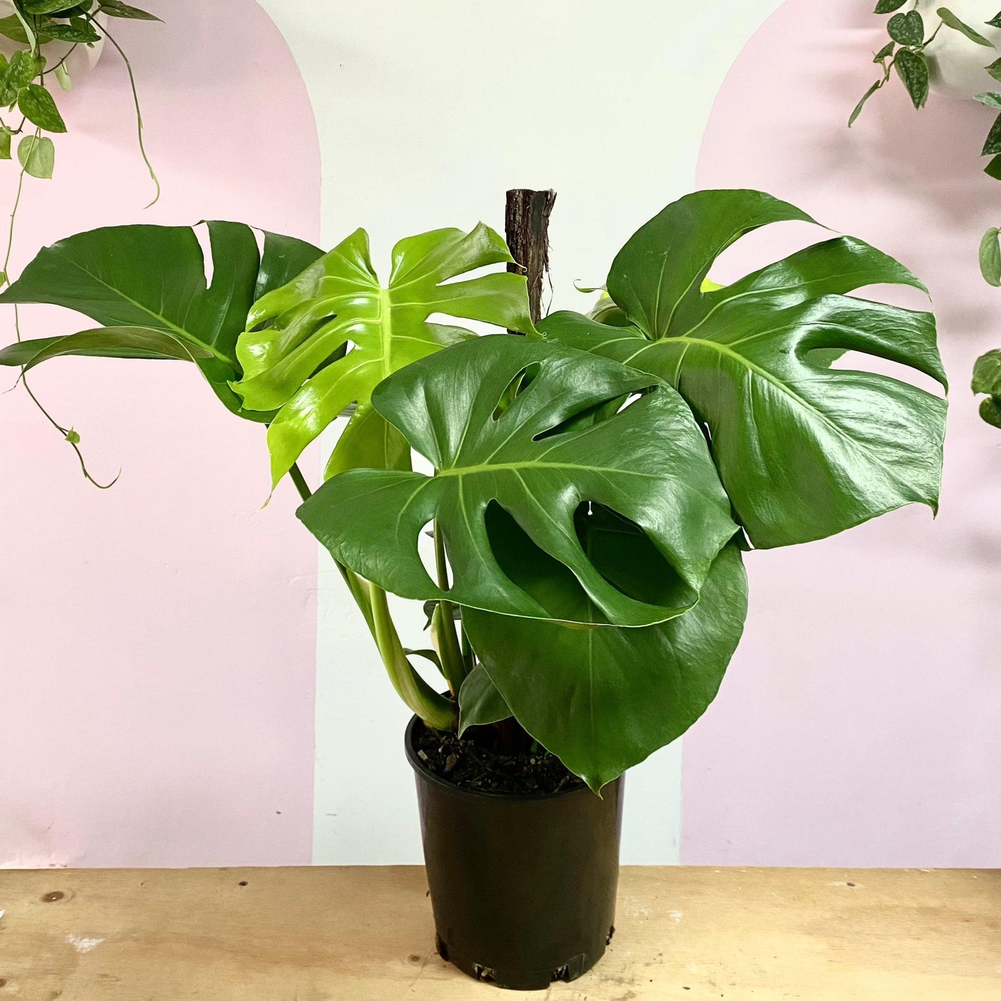 Monstera, Assorted, Totem - View 9 from www redcrocus com