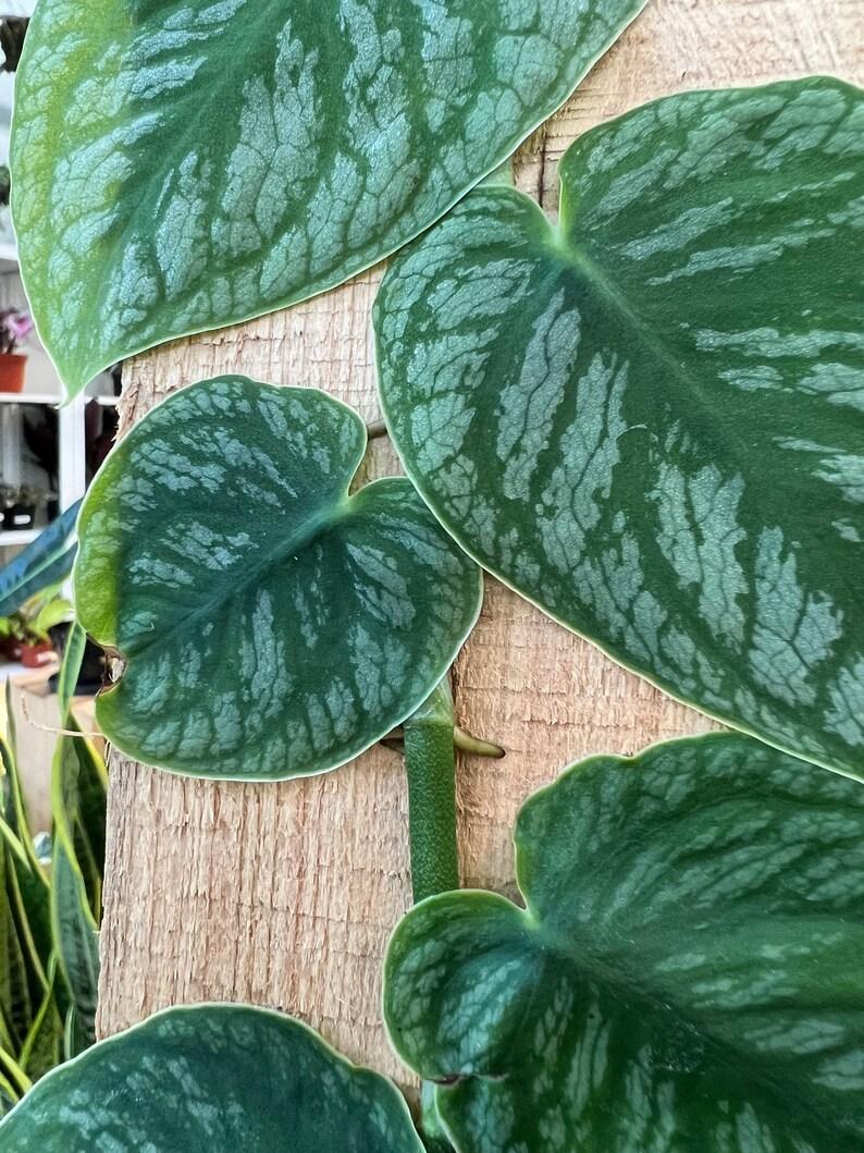Monstera Assorted Totem - View 10 from www redcrocus com