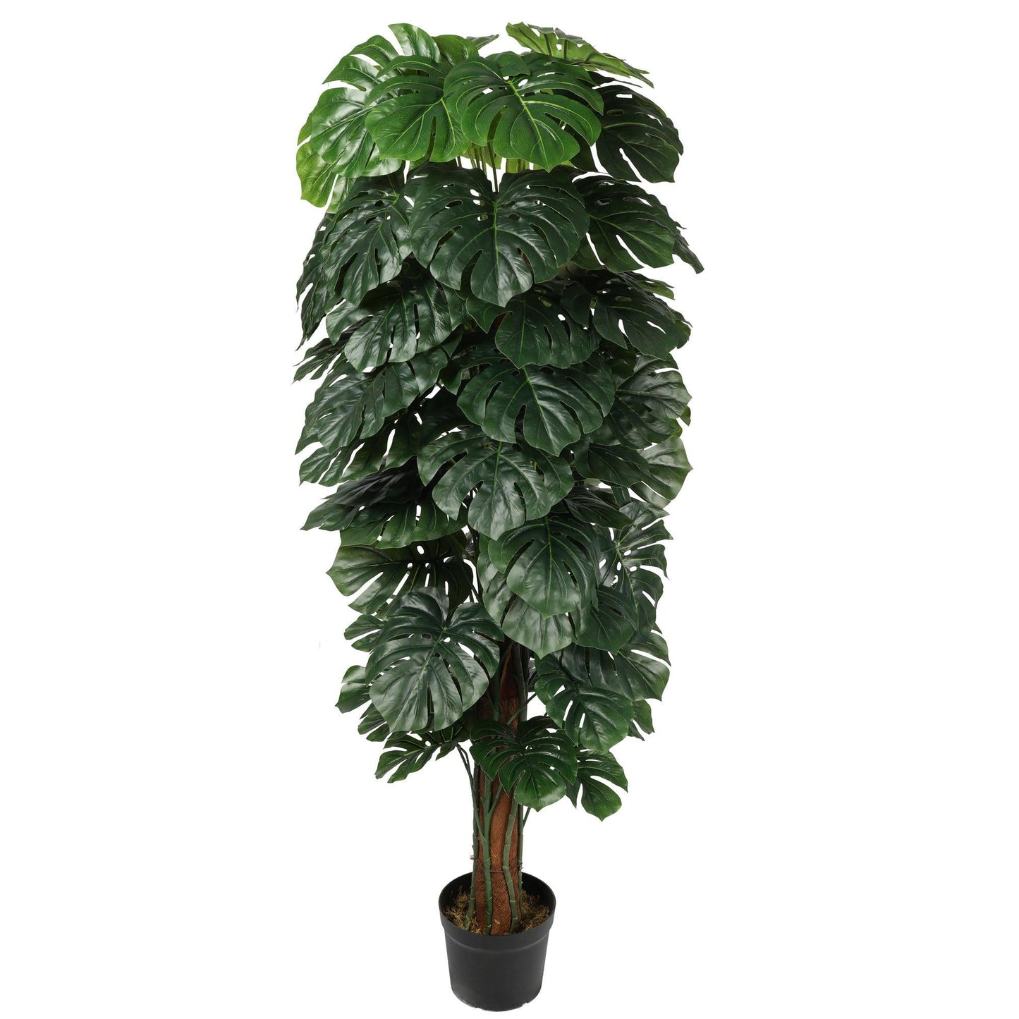 Monstera Assorted Totem - View 11 from www redcrocus com