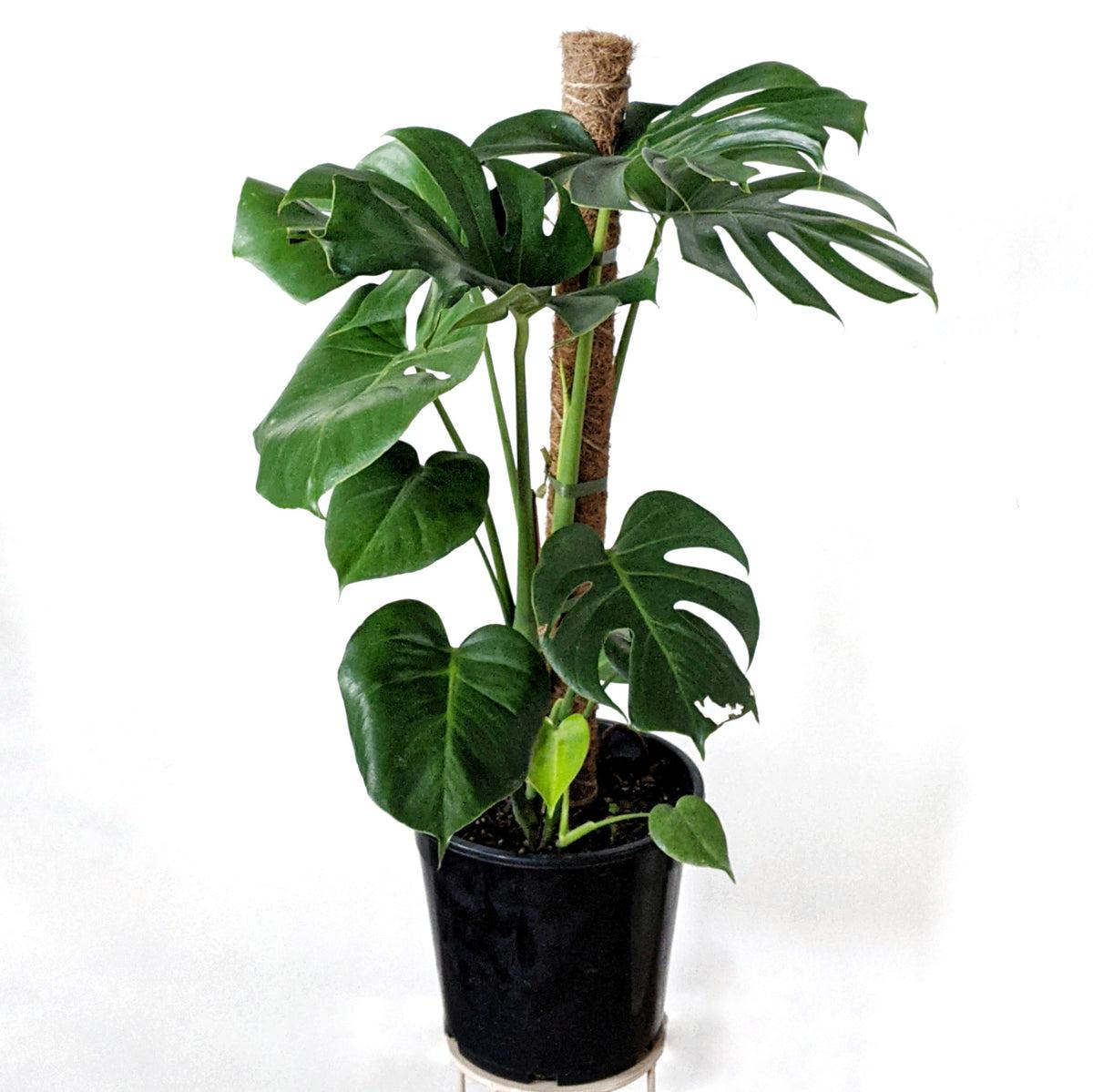 Monstera Assorted Totem - View 12 from www redcrocus com
