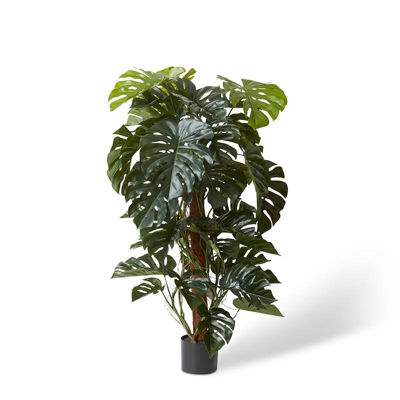Monstera Assorted Totem - View 13 from www redcrocus com