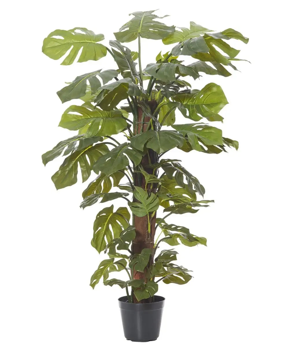 Monstera Assorted Totem - View 15 from www redcrocus com