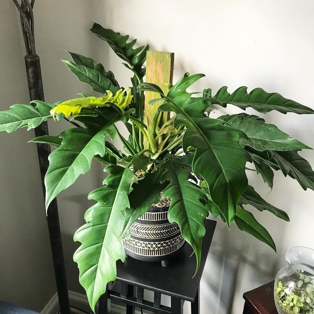 Monstera Assorted Totem - View 17 from www redcrocus com