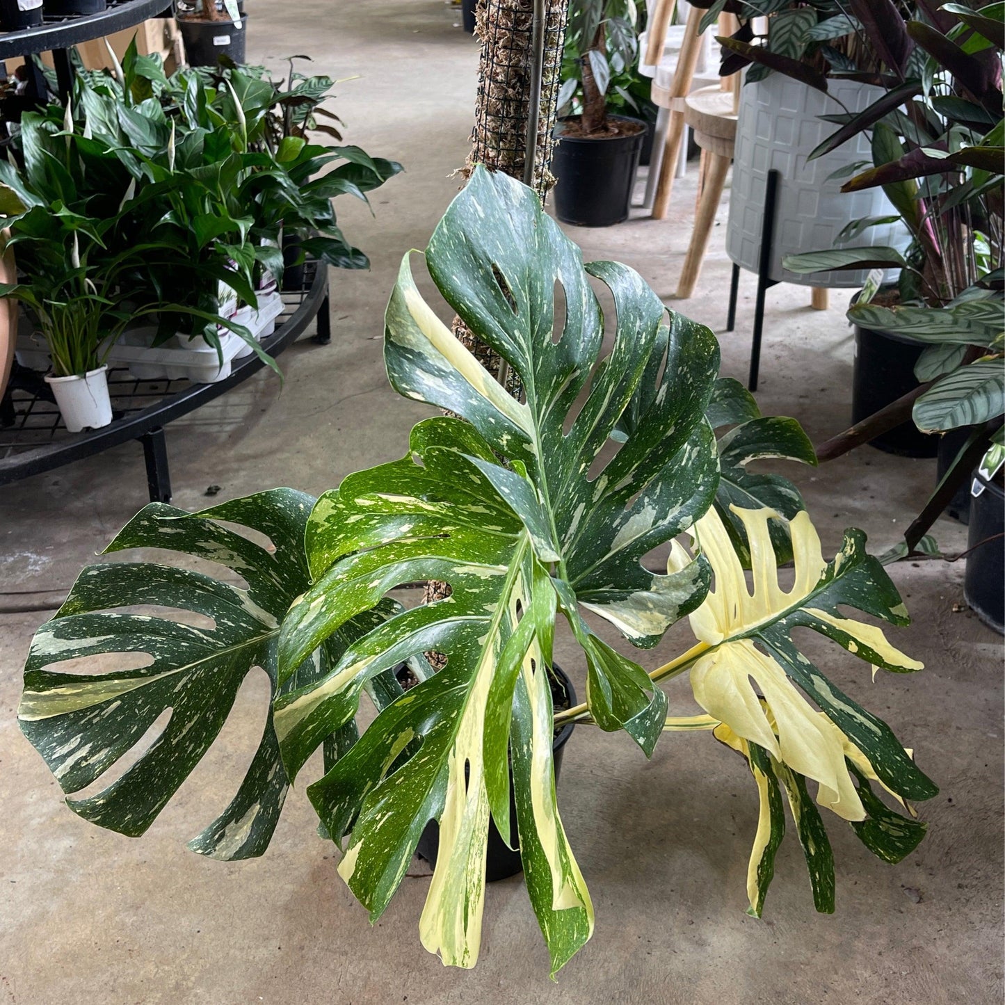 Monstera Assorted Totem - View 18 from www redcrocus com