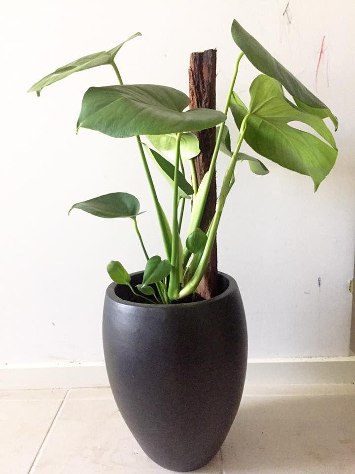 Monstera Assorted Totem - View 3 from www redcrocus com