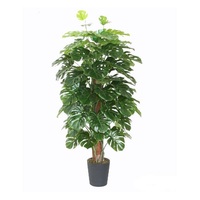 Monstera Assorted Totem - View 5 from www redcrocus com