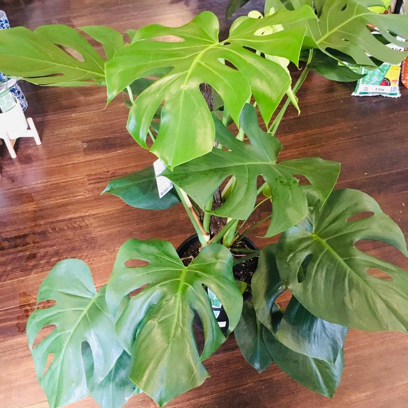 Monstera Assorted Totem - View 6 from www redcrocus com