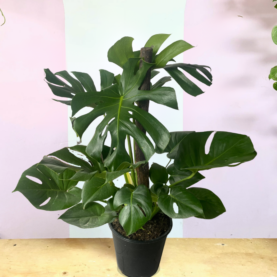 Monstera Assorted Totem - View 8 from www redcrocus com