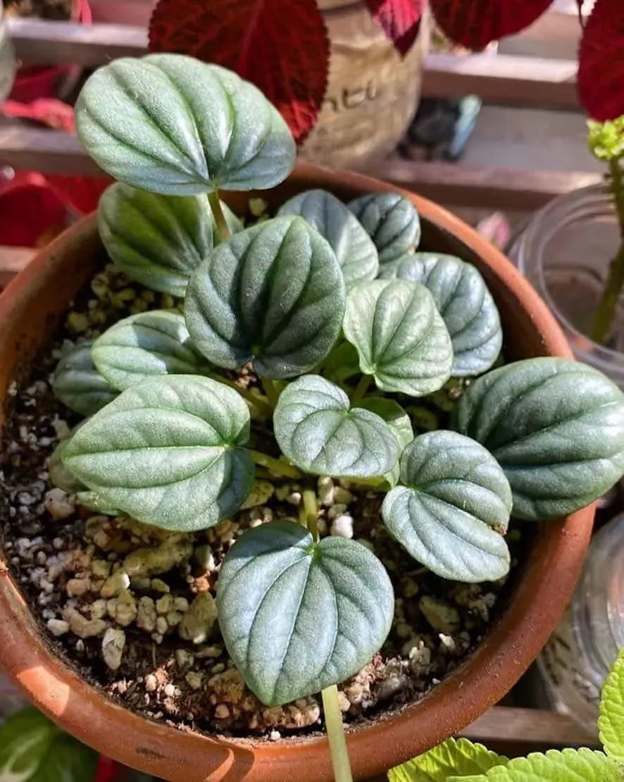Peperomia Frost - View 10 from www redcrocus com