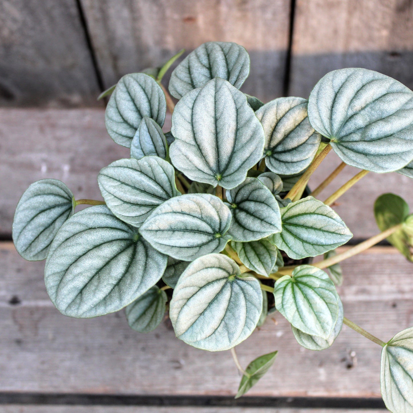 Peperomia Frost - View 10 from www redcrocus com