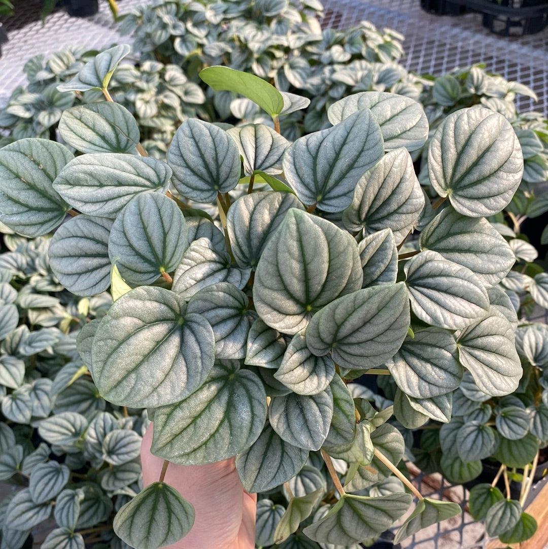Peperomia Frost - View 11 from www redcrocus com