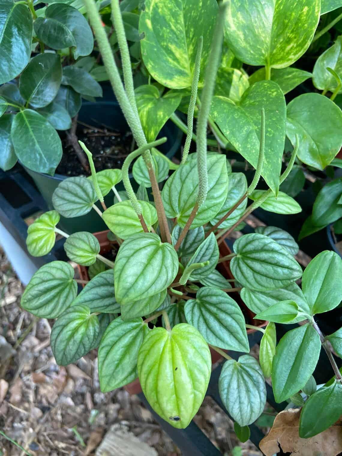Peperomia Frost - View 12 from www redcrocus com