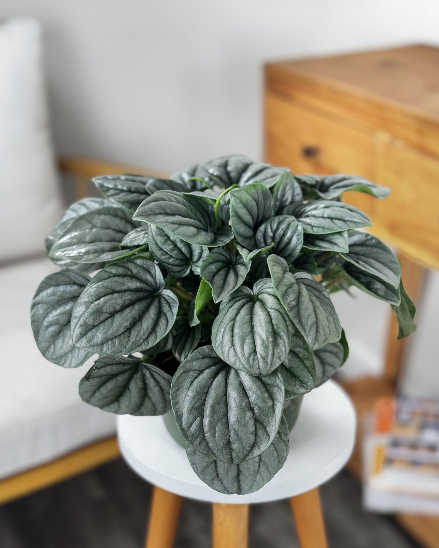 Peperomia Frost - View 13 from www redcrocus com