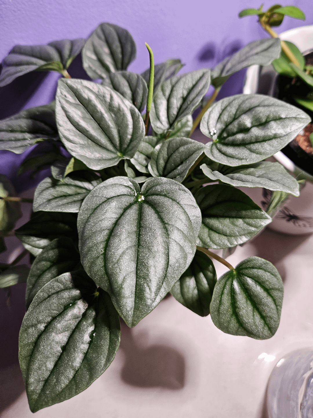 Peperomia Frost - View 13 from www redcrocus com