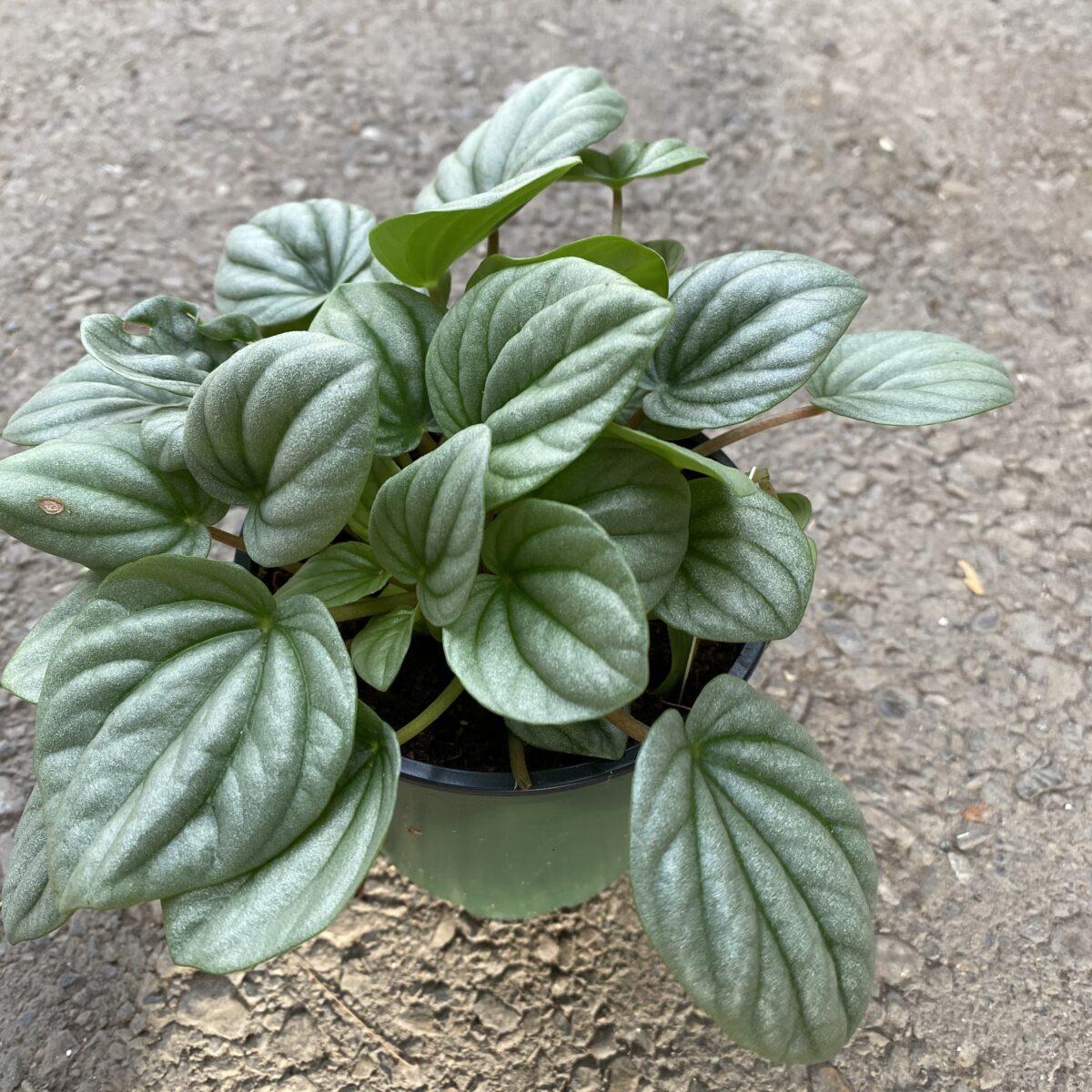 Peperomia Frost - View 14 from www redcrocus com